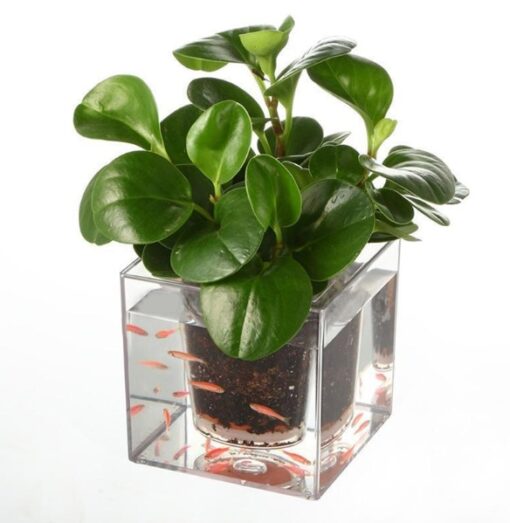 Fish Tank Flowerpot